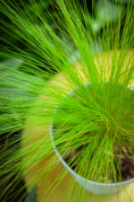 Zdjęcie rosliny doniczkowej Stipa Pony Tails (Ostnica mocna), ujęcie 2