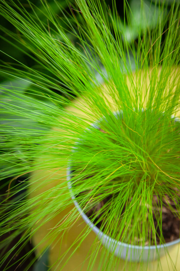 Zdjęcie rosliny doniczkowej Stipa Pony Tails (Ostnica mocna), ujęcie 2