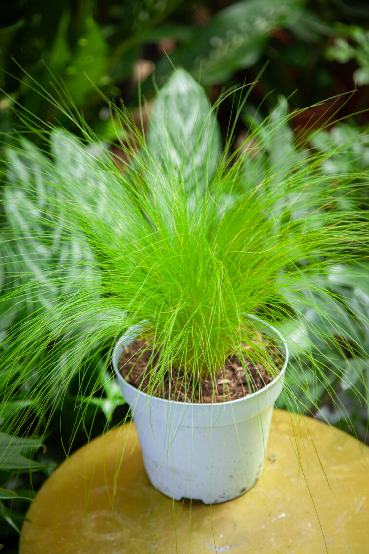 Zdjęcie rosliny doniczkowej Stipa Pony Tails (Ostnica mocna), ujęcie 3