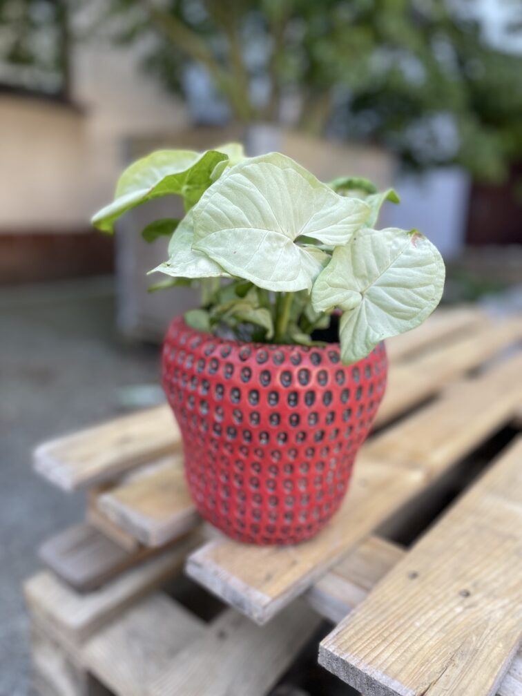 Zdjęcie rosliny doniczkowej Syngonium Confetti, ujęcie 2