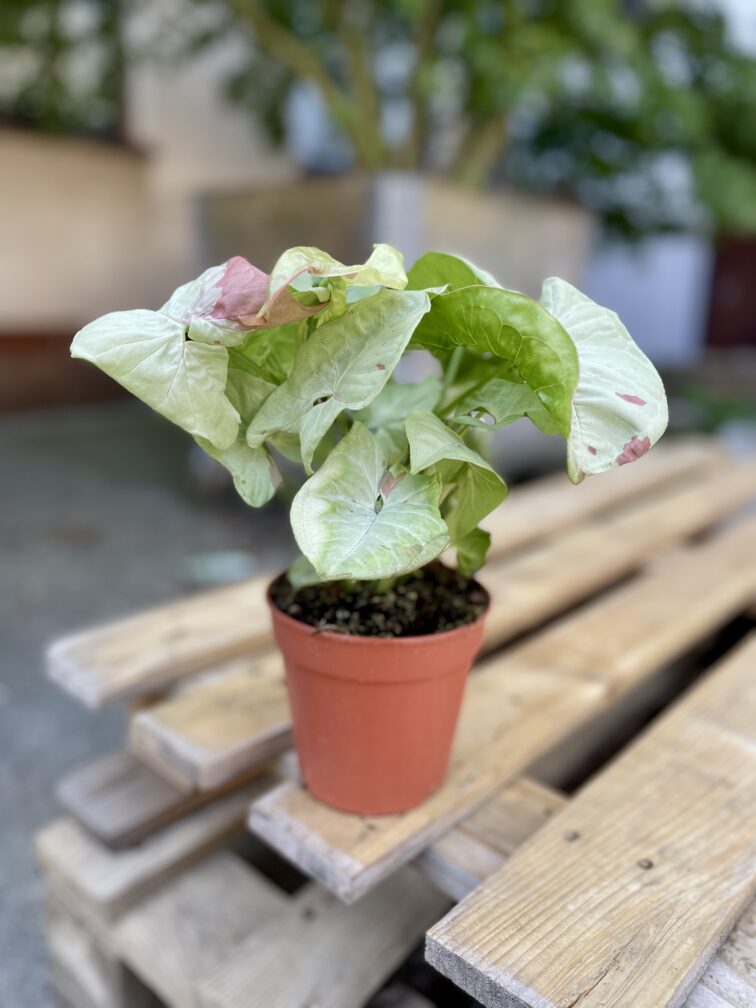 Zdjęcie rosliny doniczkowej Syngonium Confetti, ujęcie 3