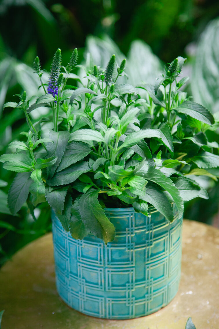 veronica-spicata-blue_14x30-1_1751106474.jpg Zdjęcie rosliny doniczkowej Veronica spicata Blue (Przetacznik kłosowy), ujęcie 1