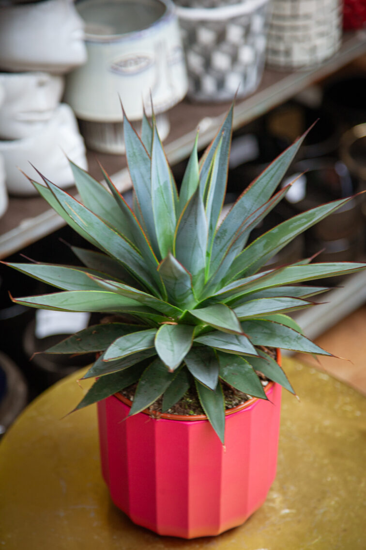 Zdjęcie rosliny doniczkowej Agave Shaka Koko (Agawa), ujęcie 1