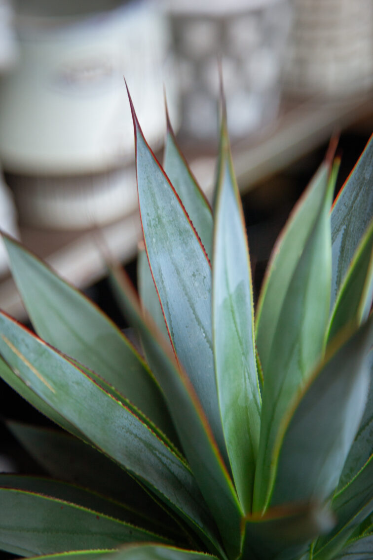 Zdjęcie rosliny doniczkowej Agave Shaka Koko (Agawa), ujęcie 2