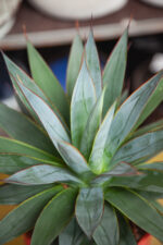 Zdjęcie rosliny doniczkowej Agave Shaka Koko (Agawa), ujęcie 3