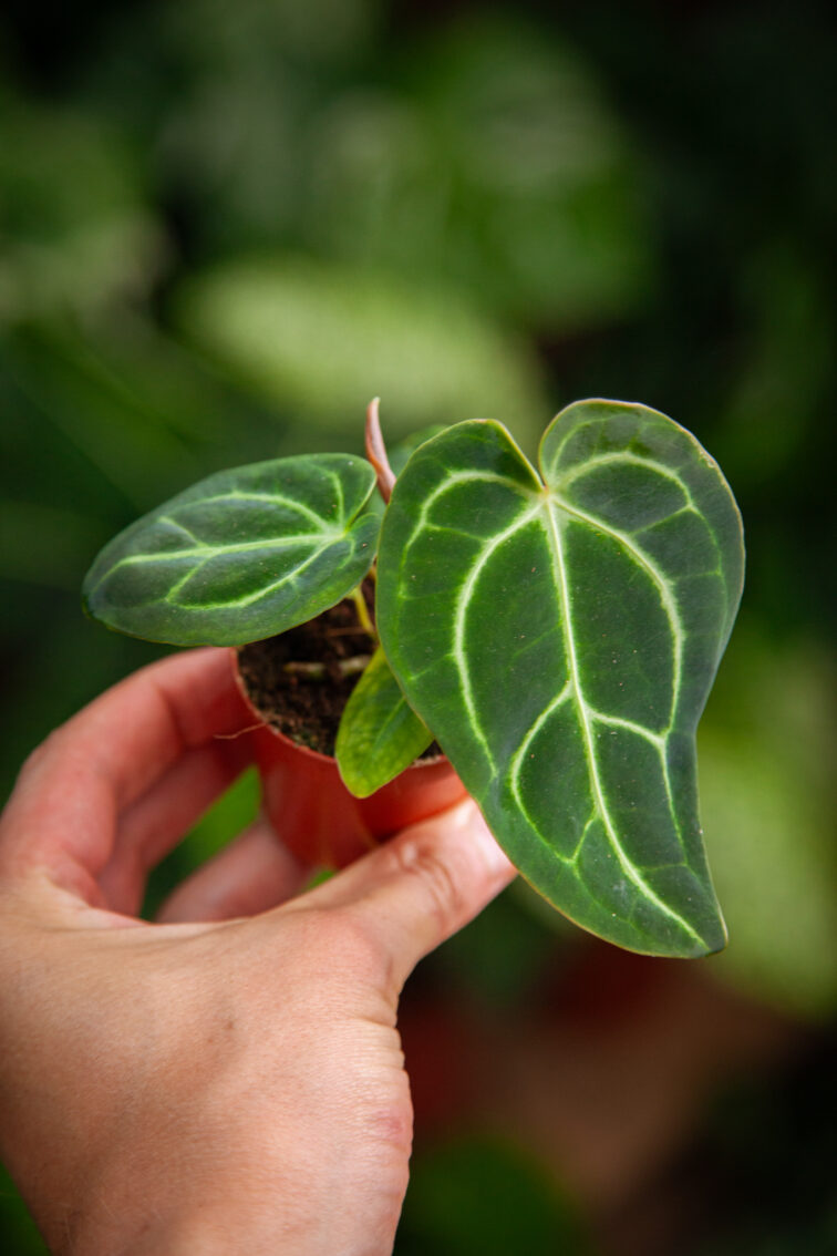Zdjęcie rosliny doniczkowej Anthurium regale, ujęcie 1