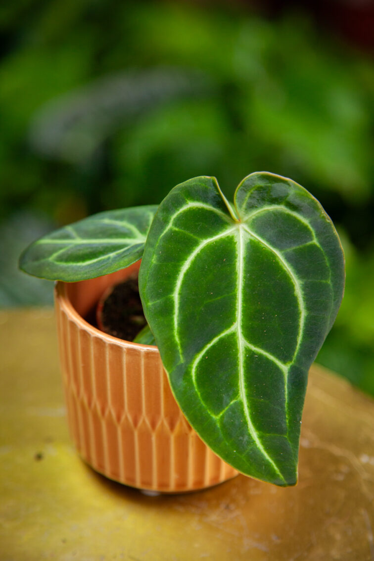Zdjęcie rosliny doniczkowej Anthurium regale, ujęcie 2