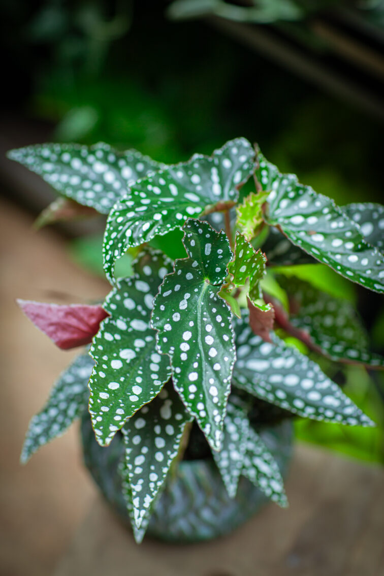 Zdjęcie rosliny doniczkowej Begonia Maculata, ujęcie 1