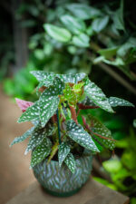 Zdjęcie rosliny doniczkowej Begonia Maculata, ujęcie 3