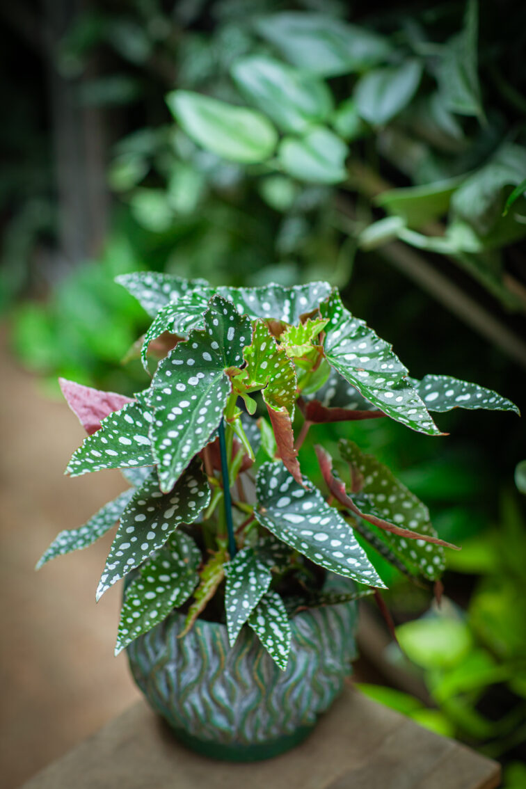 Zdjęcie rosliny doniczkowej Begonia Maculata, ujęcie 3