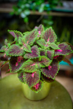 Zdjęcie rosliny doniczkowej Coleus Park Avenue, ujęcie 1