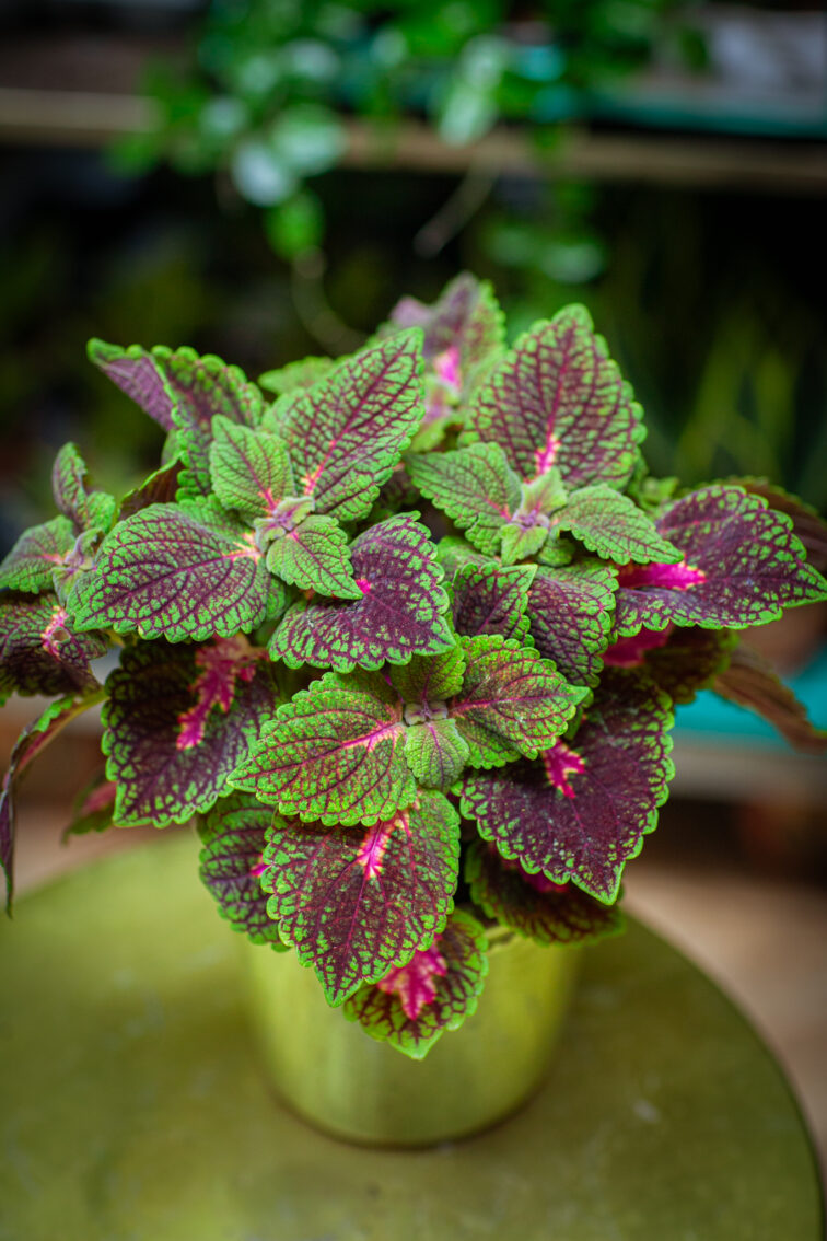 coleus-park-avenue_13x20-1_1752318143.jpg Zdjęcie rosliny doniczkowej Coleus Park Avenue, ujęcie 1