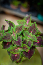 Zdjęcie rosliny doniczkowej Coleus Park Avenue, ujęcie 2