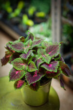 Zdjęcie rosliny doniczkowej Coleus Park Avenue, ujęcie 3