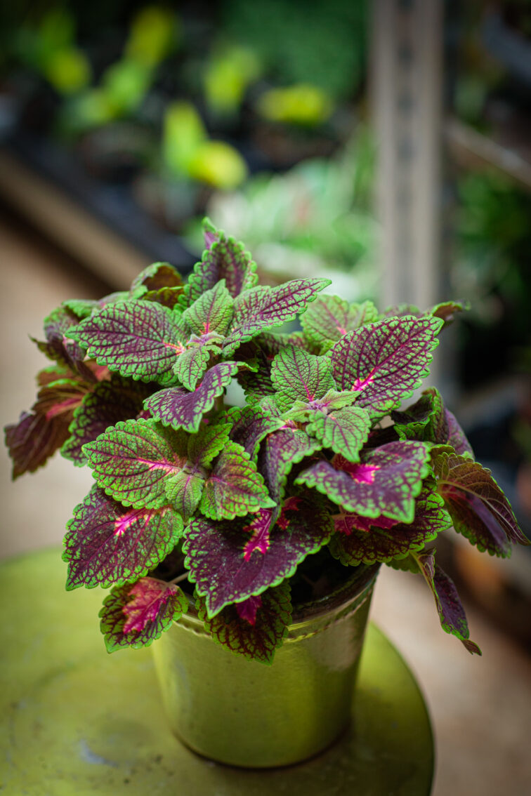 Zdjęcie rosliny doniczkowej Coleus Park Avenue, ujęcie 3