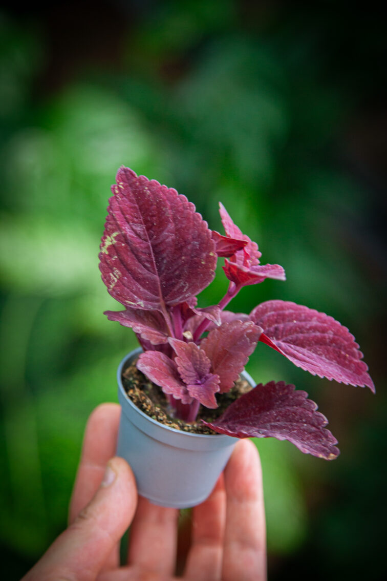 coleus-second-street_6x8-1_1752316950.jpg Zdjęcie rosliny doniczkowej Coleus Second Street, ujęcie 1