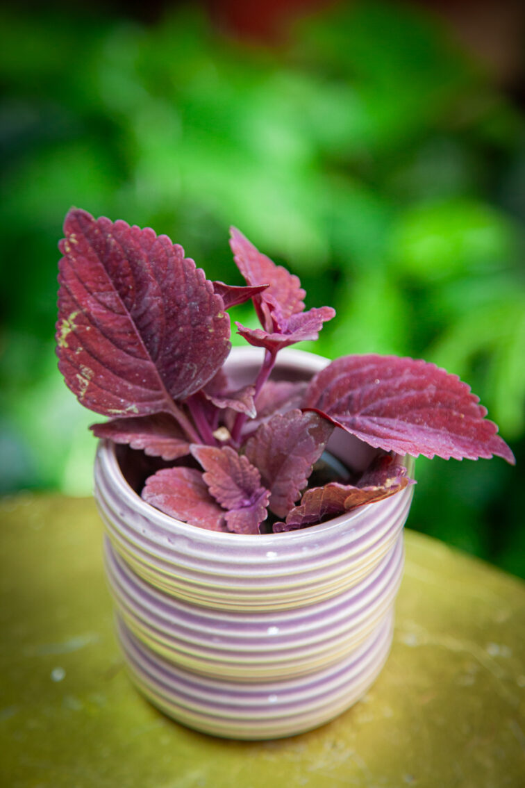 Zdjęcie rosliny doniczkowej Coleus Second Street, ujęcie 2