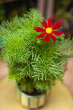 Zdjęcie rosliny doniczkowej Cosmos bipinnatus Casanova Red, ujęcie 1