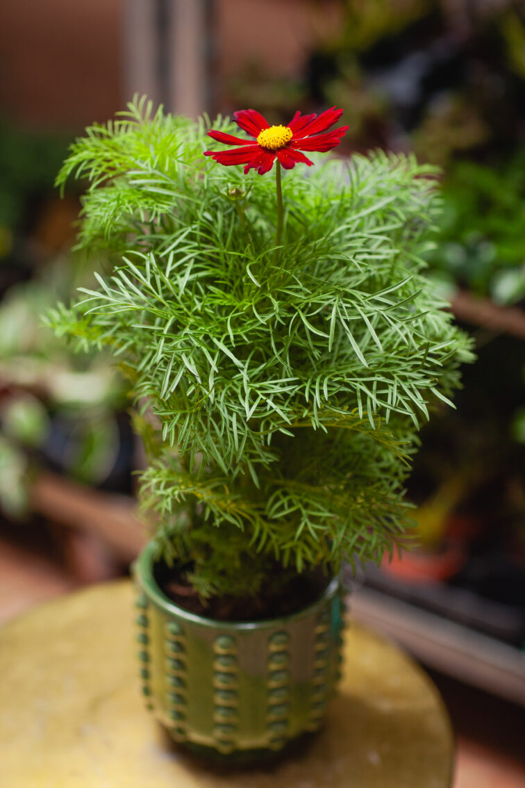 Zdjęcie rosliny doniczkowej Cosmos bipinnatus Casanova Red, ujęcie 2