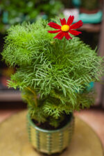 Zdjęcie rosliny doniczkowej Cosmos bipinnatus Casanova Red, ujęcie 3