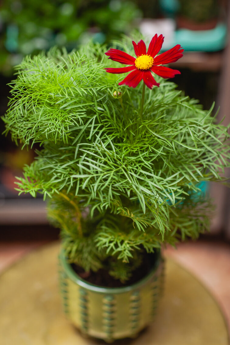 Zdjęcie rosliny doniczkowej Cosmos bipinnatus Casanova Red, ujęcie 3