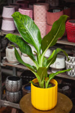 Zdjęcie rosliny doniczkowej Dieffenbachia Memoria Corsii, ujęcie 1