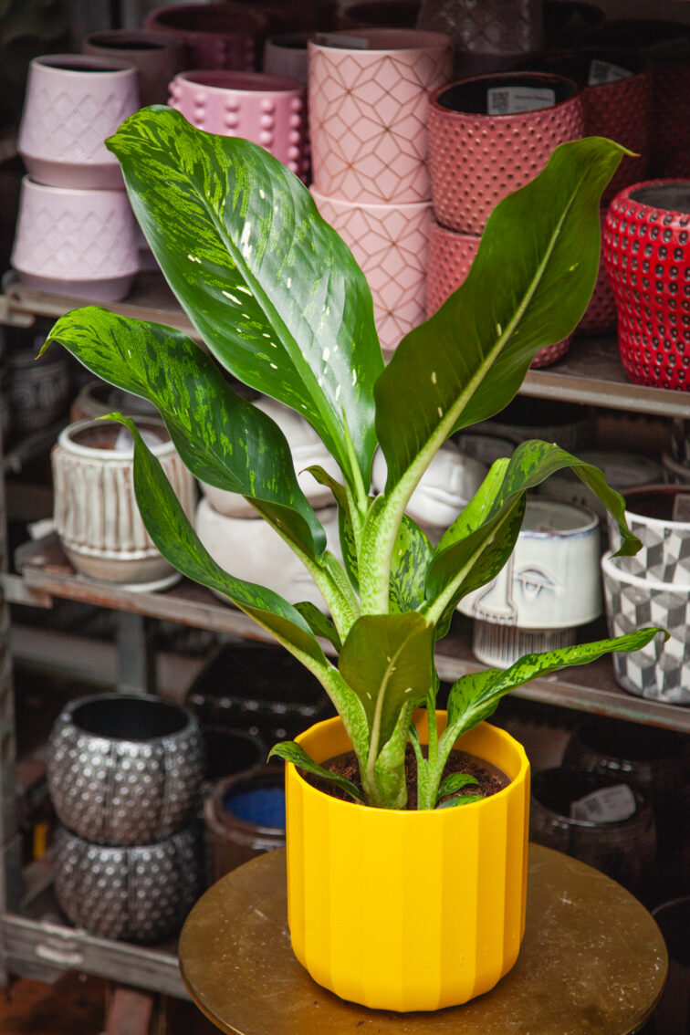 Zdjęcie rosliny doniczkowej Dieffenbachia Memoria Corsii, ujęcie 1