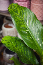 Zdjęcie rosliny doniczkowej Dieffenbachia Memoria Corsii, ujęcie 2