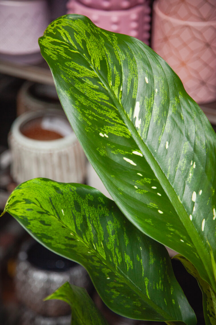 Zdjęcie rosliny doniczkowej Dieffenbachia Memoria Corsii, ujęcie 2