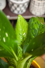 Zdjęcie rosliny doniczkowej Dieffenbachia Memoria Corsii, ujęcie 3