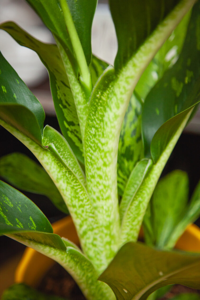 Zdjęcie rosliny doniczkowej Dieffenbachia Memoria Corsii, ujęcie 4