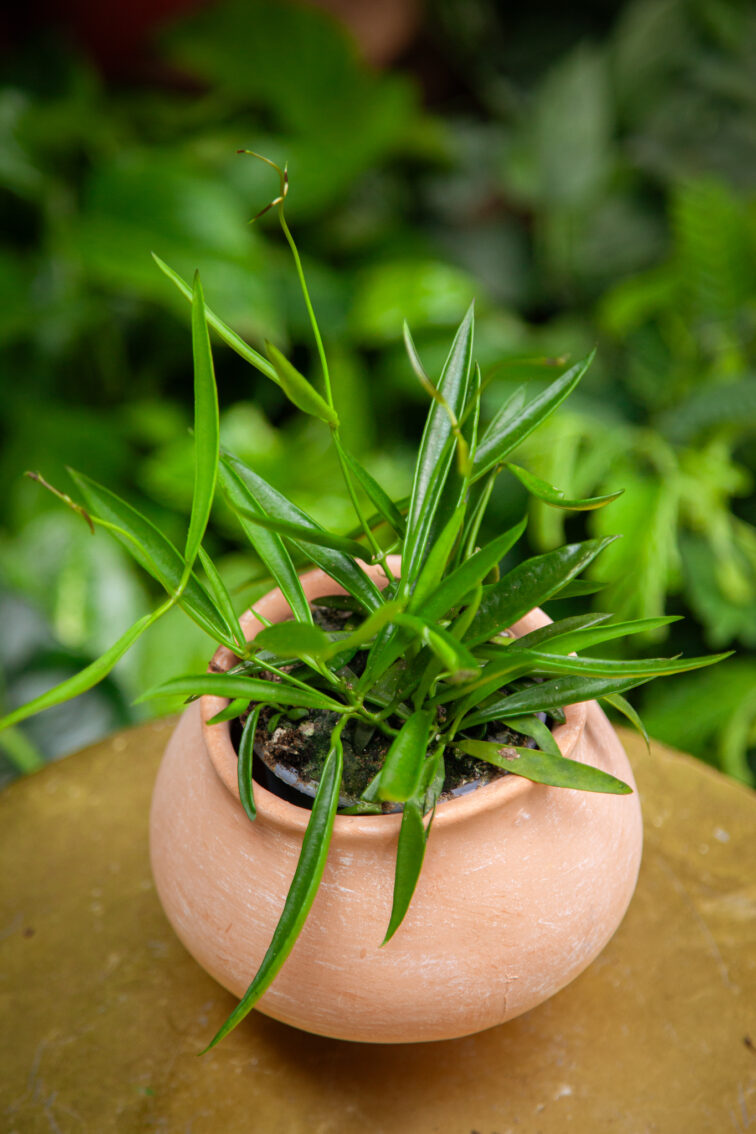 hoya-carnosa-longifolia_9x15-1_1752317974.jpg Zdjęcie rosliny doniczkowej Hoya carnosa longifolia, ujęcie 1