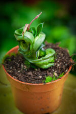 Zdjęcie rosliny doniczkowej Hoya Compacta Mauna Loa, ujęcie 1