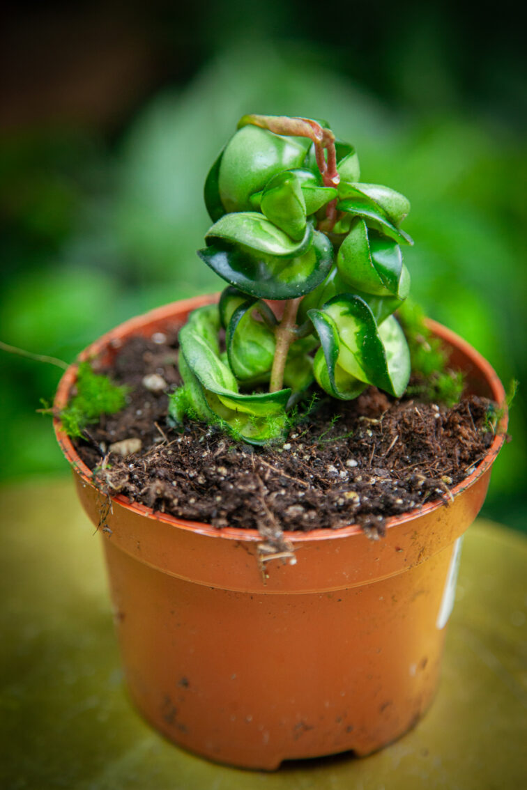 Zdjęcie rosliny doniczkowej Hoya Compacta Mauna Loa, ujęcie 2