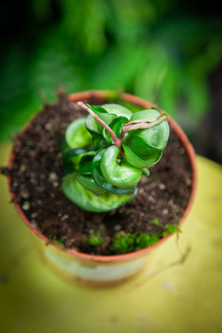 Zdjęcie rosliny doniczkowej Hoya Compacta Mauna Loa, ujęcie 3