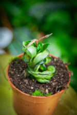 Zdjęcie rosliny doniczkowej Hoya Compacta Mauna Loa, ujęcie 4