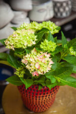 Zdjęcie rosliny doniczkowej Hydrangea macrophylla Mophead pink (hortensja ogrodowa), ujęcie 1