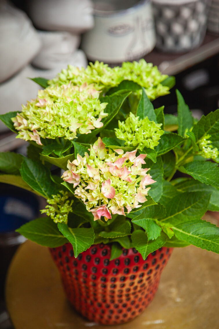 Zdjęcie rosliny doniczkowej Hydrangea macrophylla Mophead pink (hortensja ogrodowa), ujęcie 1