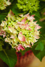 Zdjęcie rosliny doniczkowej Hydrangea macrophylla Mophead pink (hortensja ogrodowa), ujęcie 2