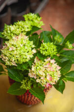 Zdjęcie rosliny doniczkowej Hydrangea macrophylla Mophead pink (hortensja ogrodowa), ujęcie 3