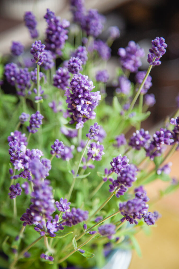 Zdjęcie rosliny doniczkowej Lavandula Ardèche Blue (Lawenda wąskolistna Ardèche Blue), ujęcie 1
