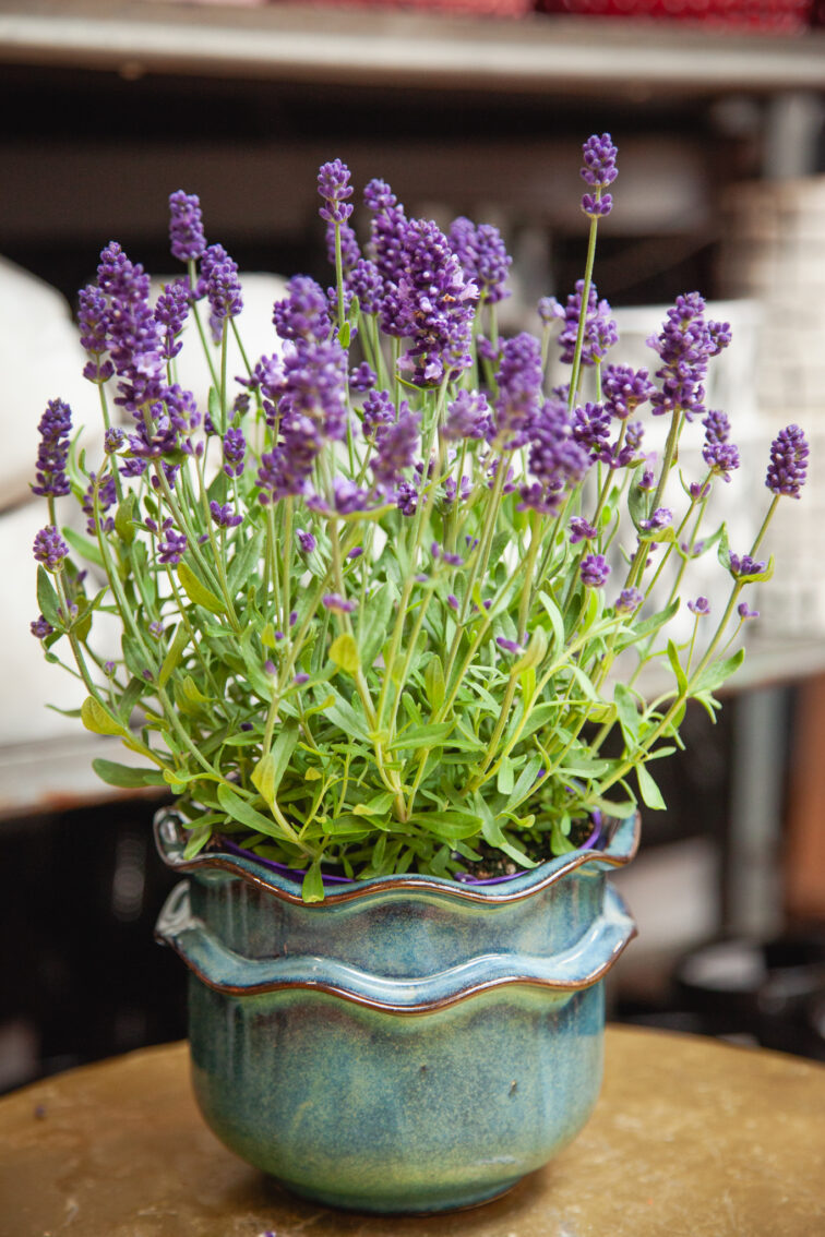 Zdjęcie rosliny doniczkowej Lavandula Ardèche Blue (Lawenda wąskolistna Ardèche Blue), ujęcie 2