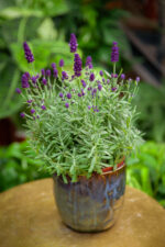 Zdjęcie rosliny doniczkowej Lavandula Hidcote (Lawenda wąskolistna Hidcote), ujęcie 1