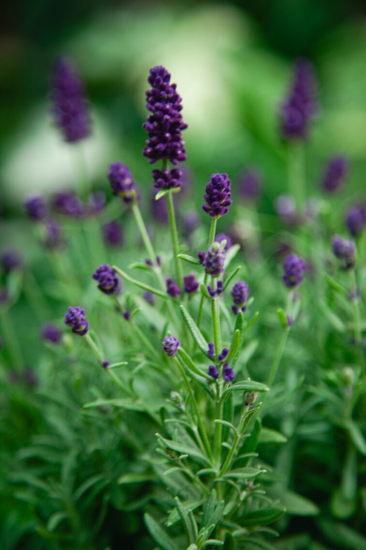Zdjęcie rosliny doniczkowej Lavandula Hidcote (Lawenda wąskolistna Hidcote), ujęcie 2