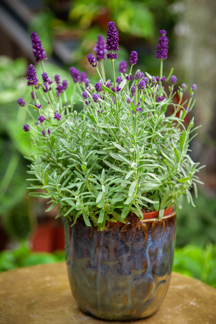 Zdjęcie rosliny doniczkowej Lavandula Hidcote (Lawenda wąskolistna Hidcote), ujęcie 3