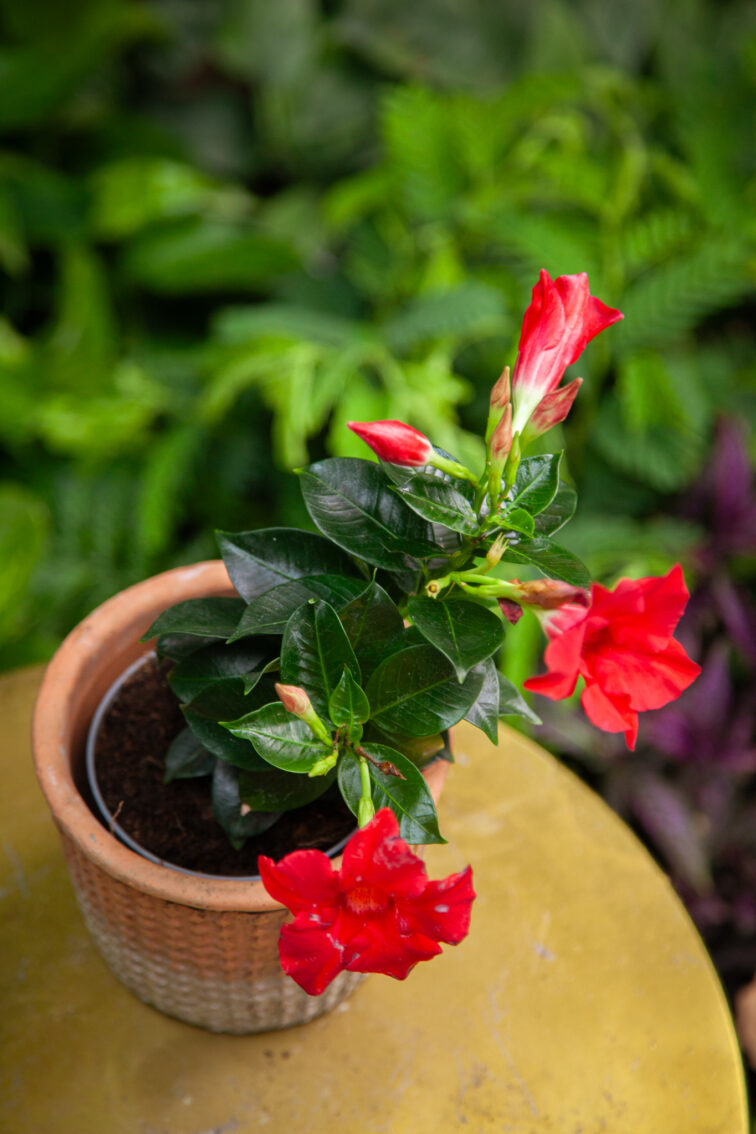 mandevilla-rio-hot-pink_10x25-1_1752317862.jpg Zdjęcie rosliny doniczkowej Mandevilla Rio Hot Pink, ujęcie 1