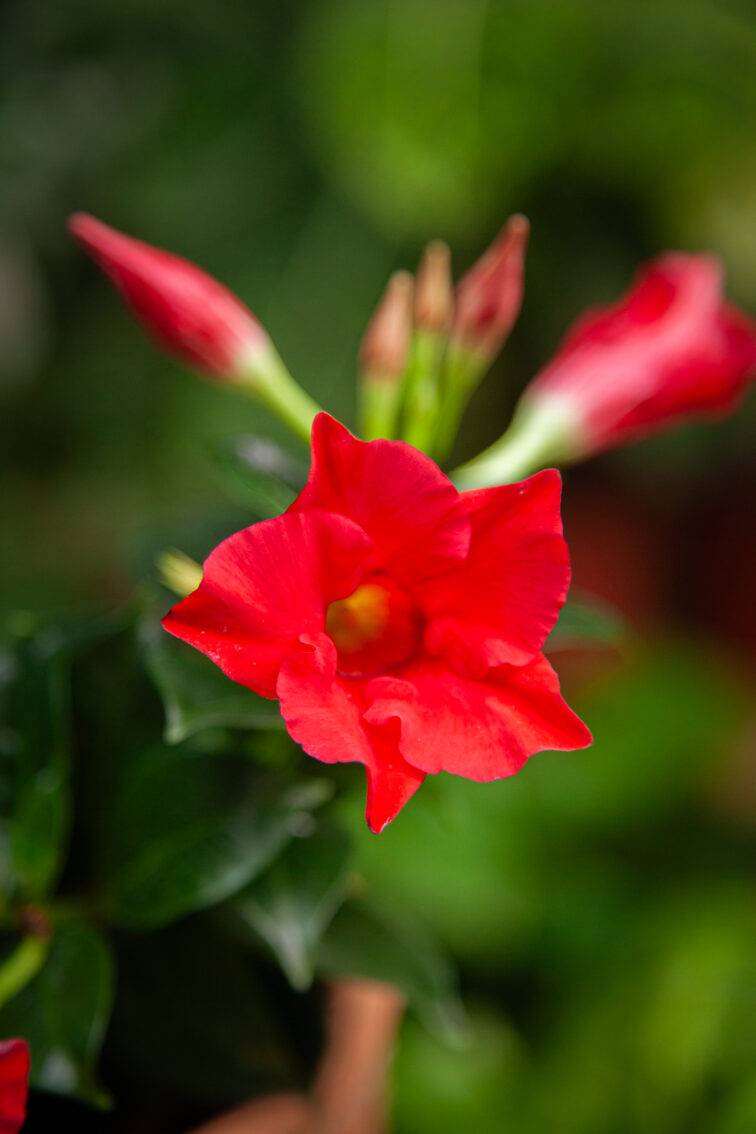 Zdjęcie rosliny doniczkowej Mandevilla Rio Hot Pink, ujęcie 2