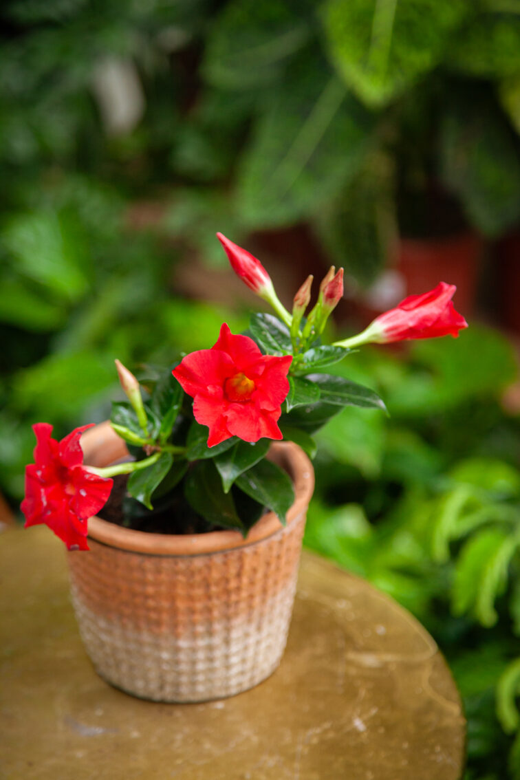 Zdjęcie rosliny doniczkowej Mandevilla Rio Hot Pink, ujęcie 3