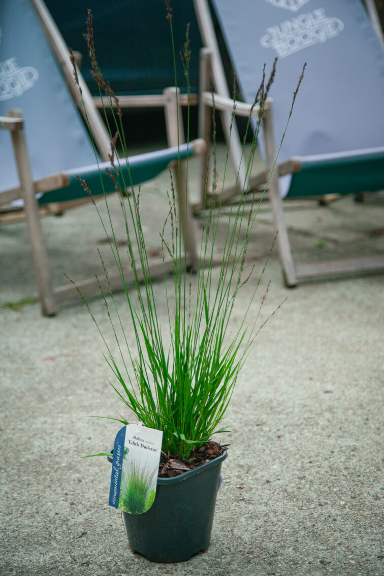 molinia-caeruela-edith-dudszus_17x15-1_1752317396.jpg Zdjęcie rosliny doniczkowej Molinia caeruela Edith Dudszus (Trzęślica modra Edith Dudszus), ujęcie 1