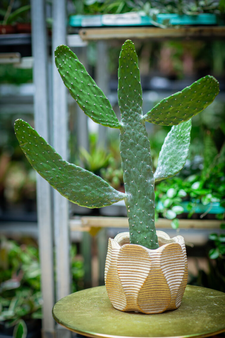 opuntia-consolea_12x40-1_1752318357.jpg Zdjęcie rosliny doniczkowej Opuntia consolea, ujęcie 1